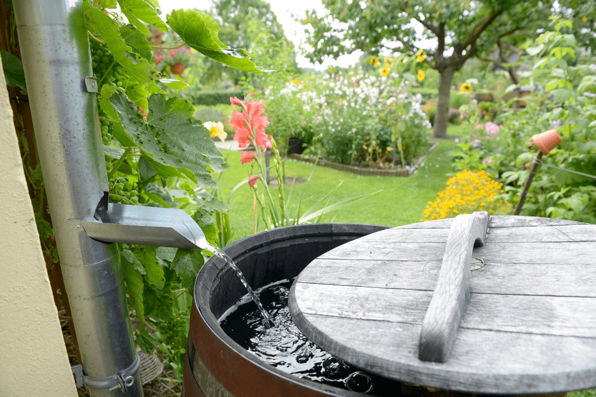 wood rain barrel with water pouring in with downspout