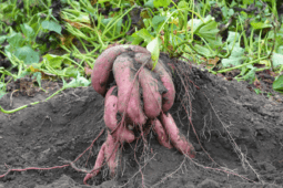 The Easiest Vegetables to Grow In Your Garden