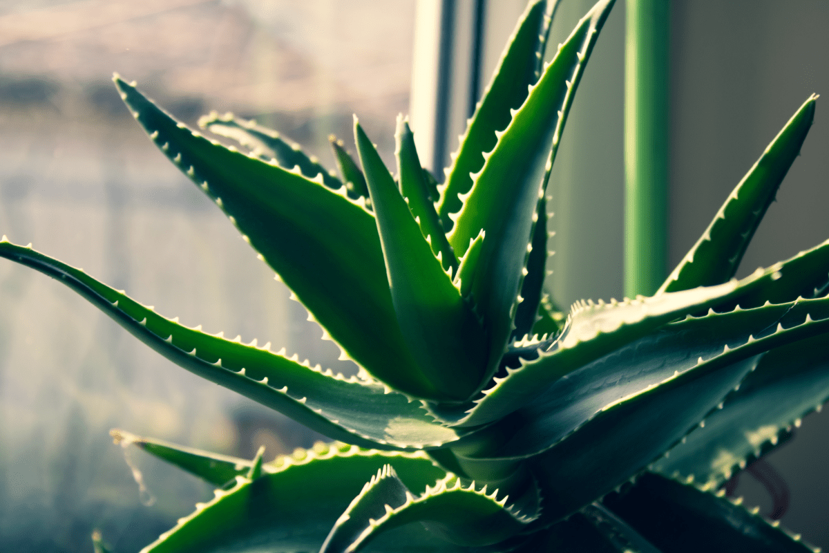 close up of aloe vera plant