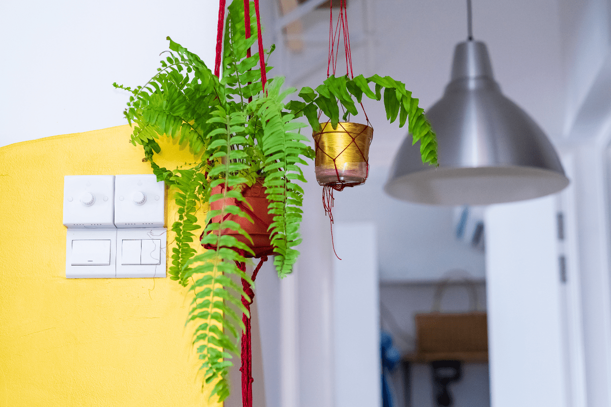 hanging boston fern