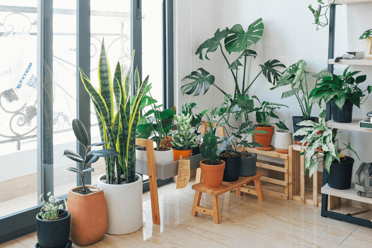 indoor house plants