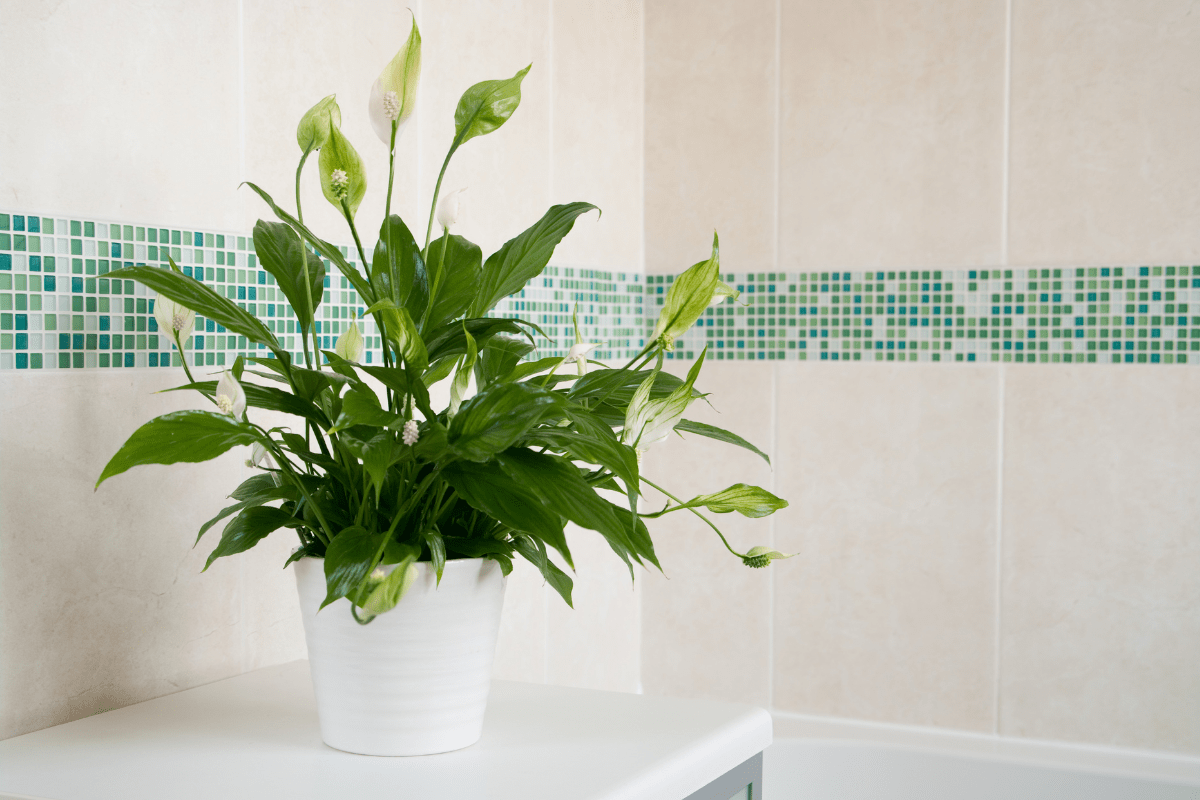 close up a of peace lily with tiled wall in background