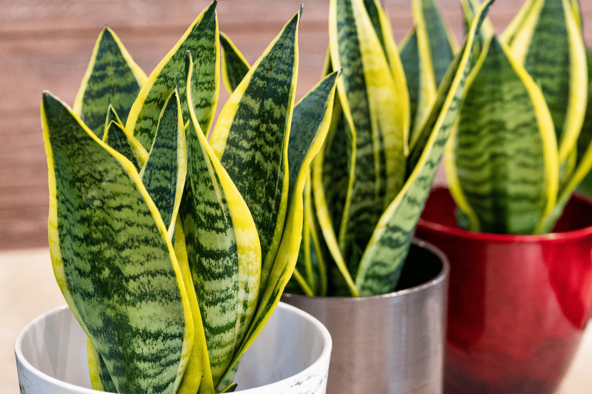 close up photo of a snake plant