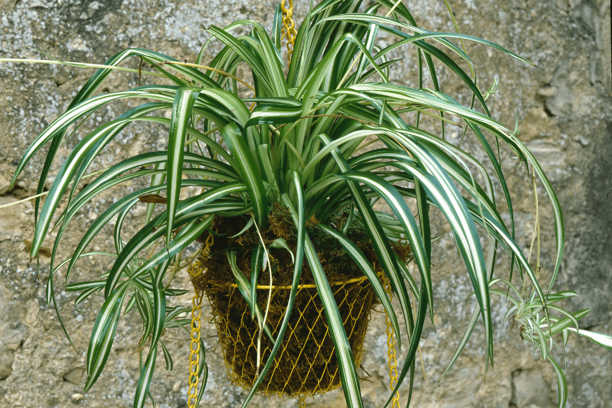 close up of a spider plant hanging