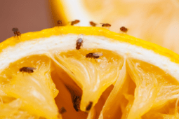 How to Get Rid of Fruit Flies