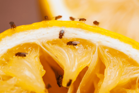 close up of fruit flies on orange
