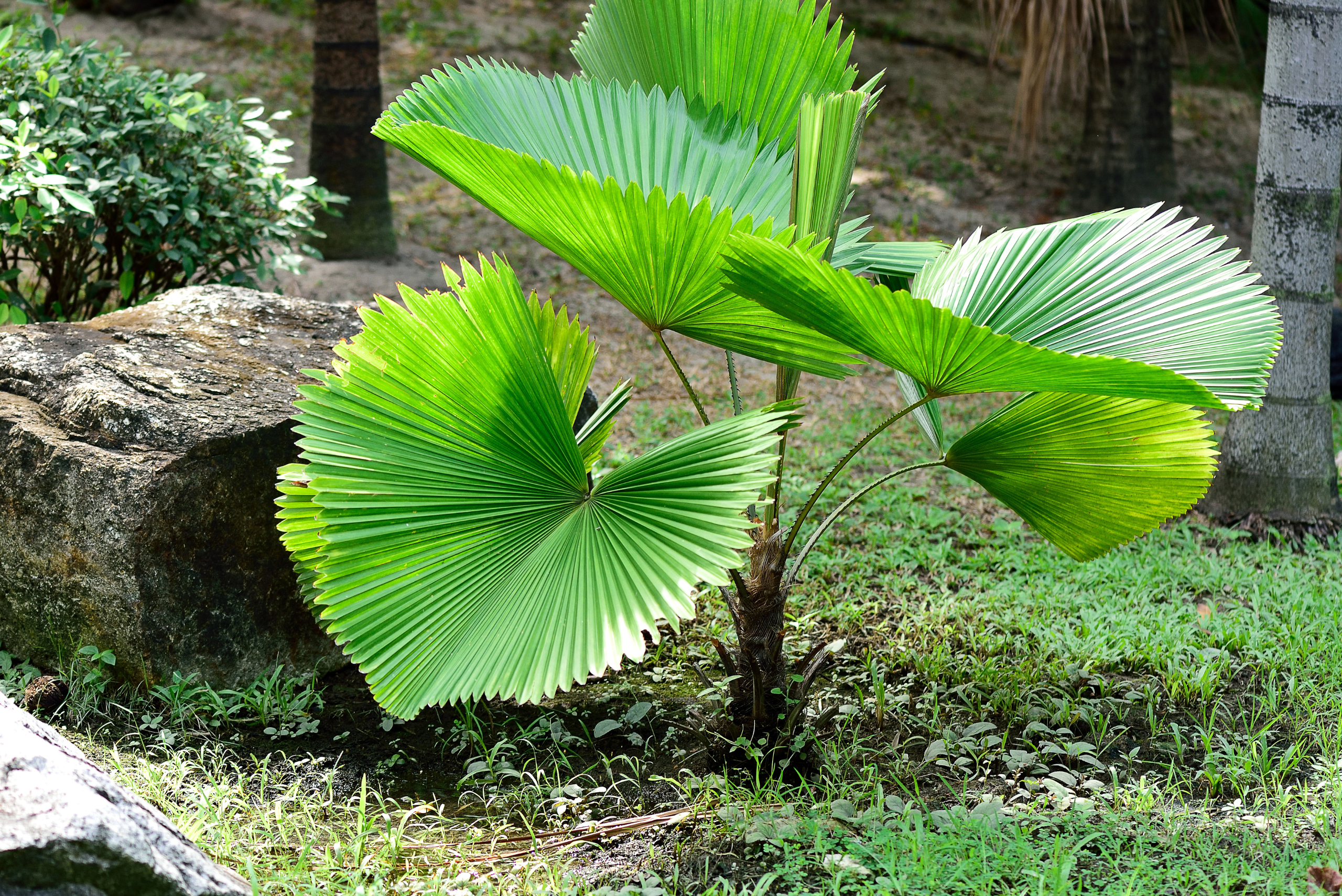 Ruffled Fan Palm in garden.