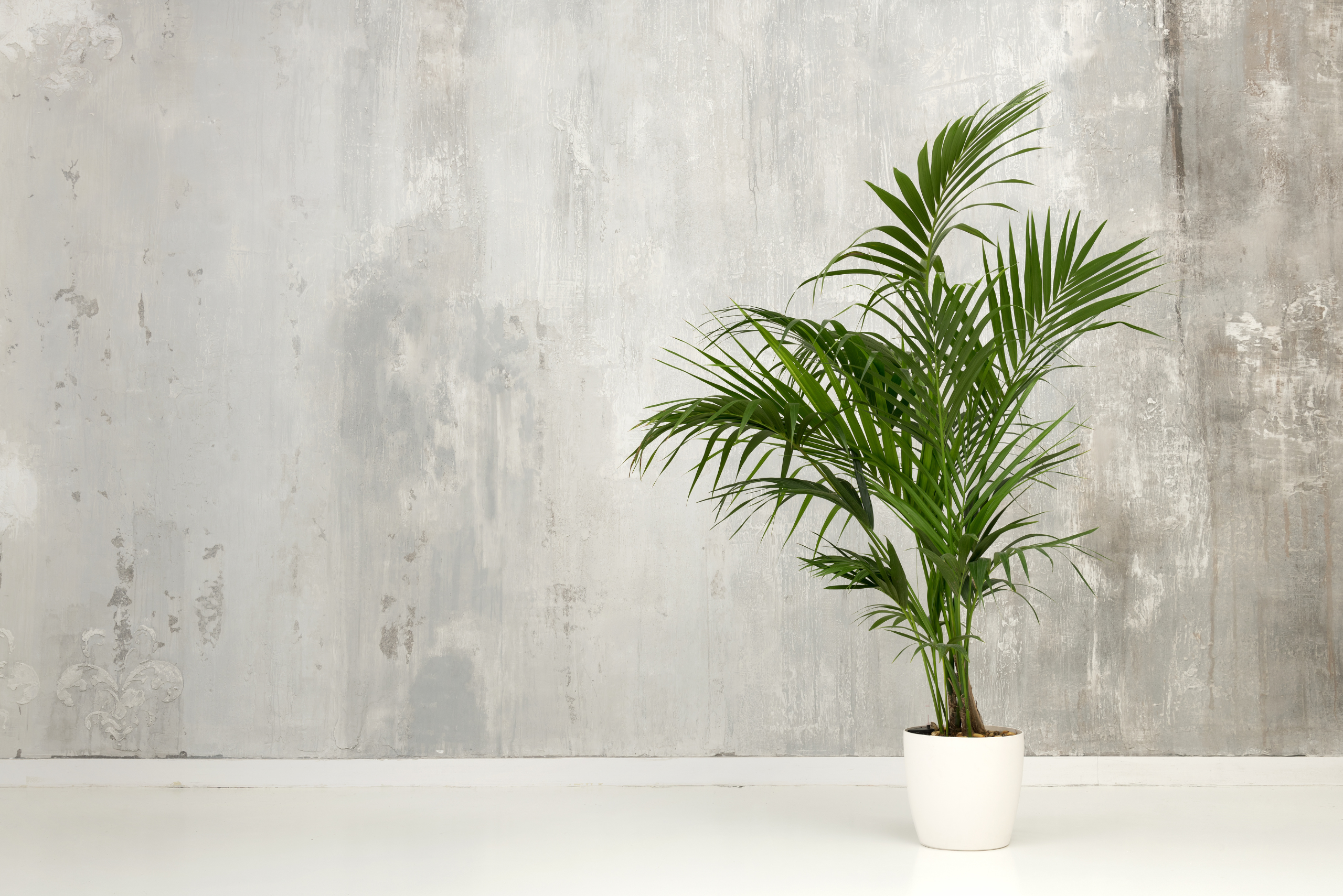 Kentia Palm in a white pot.