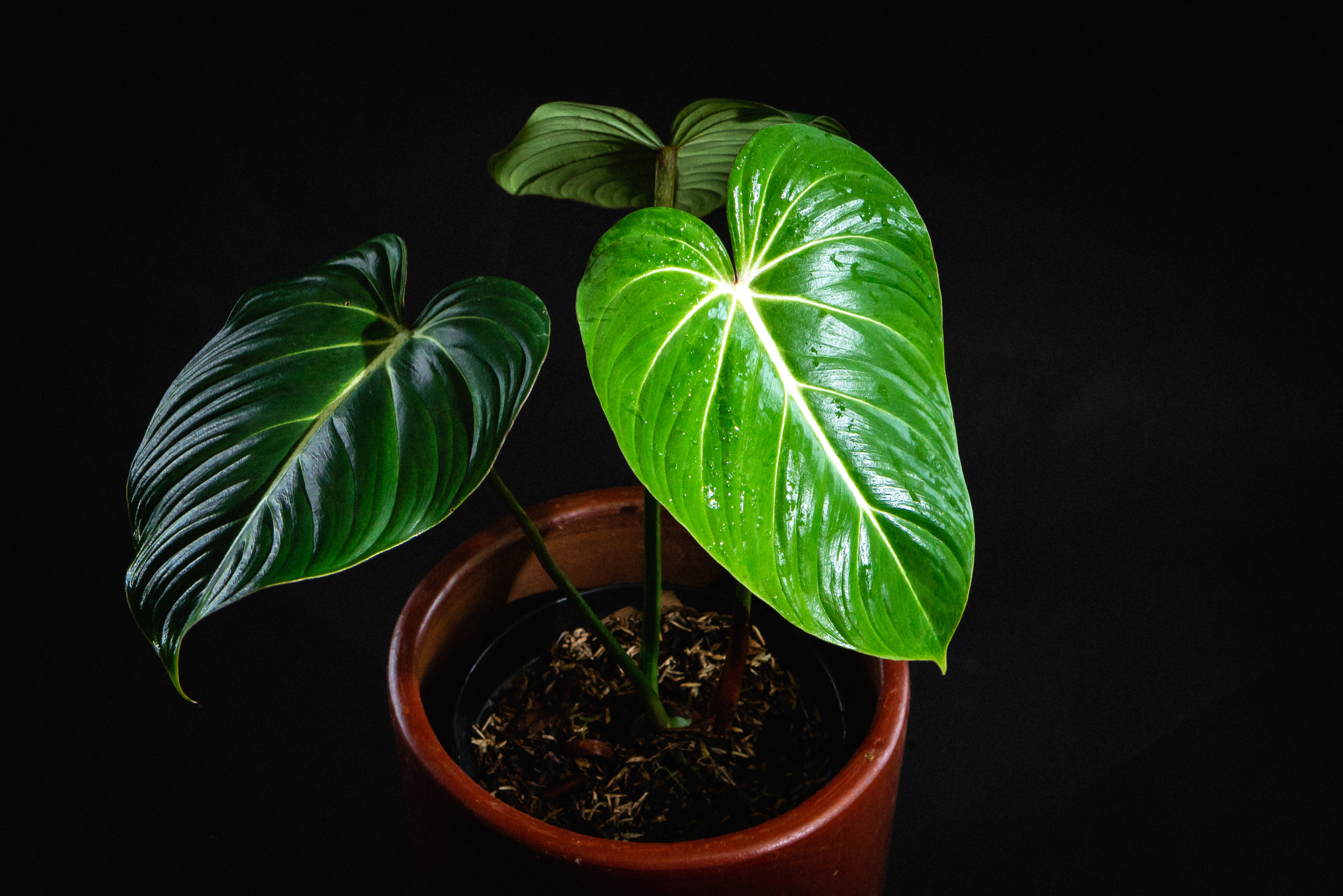 Philodendron Gloriosum in brown pot.