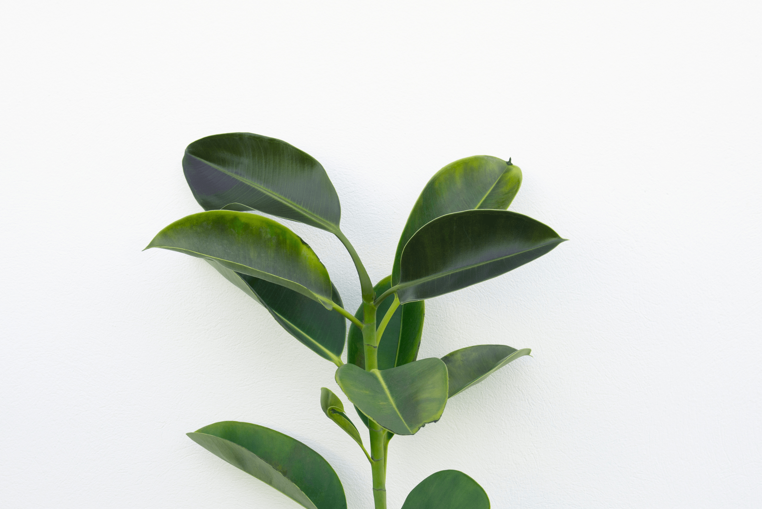 Rubber Tree leafs.