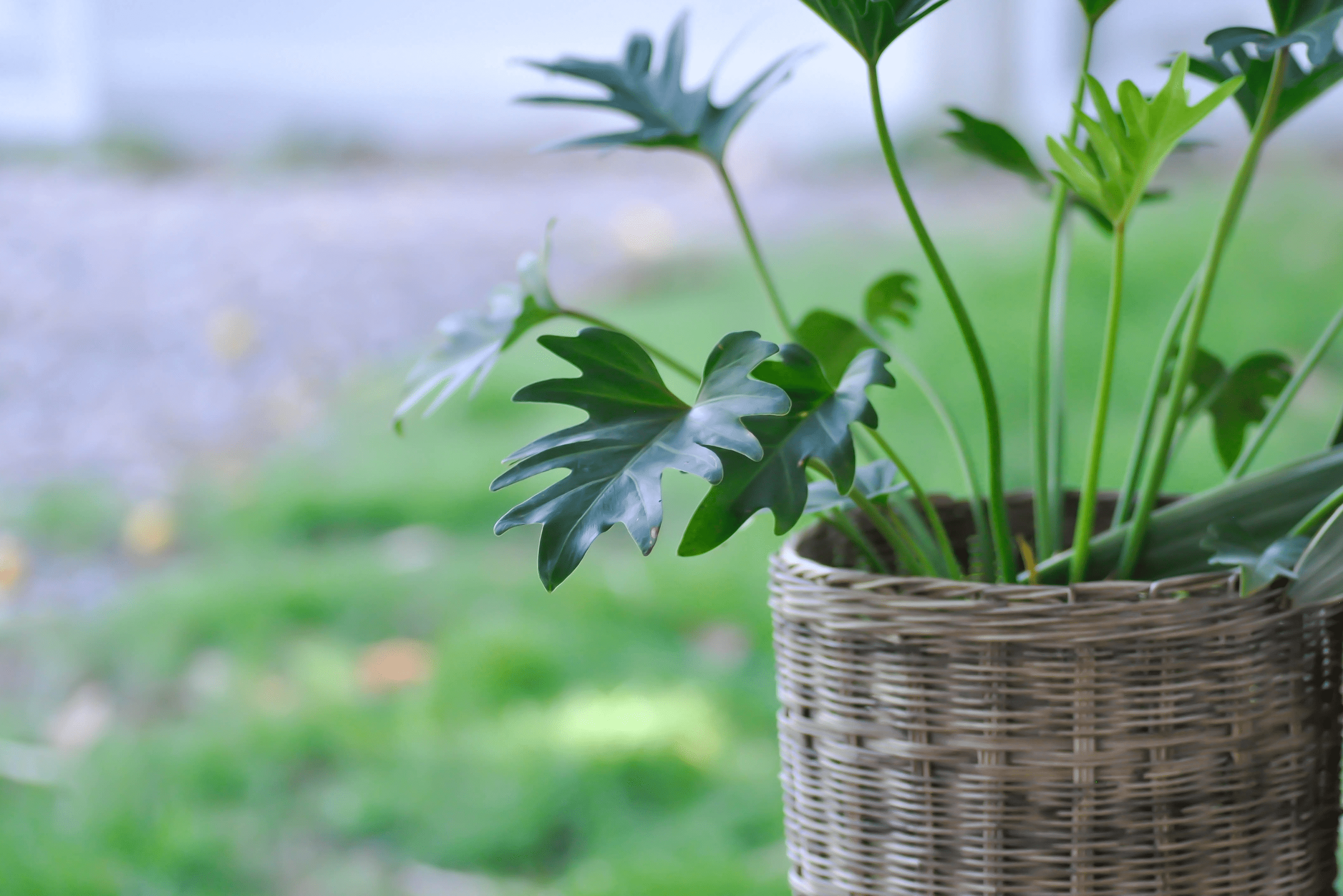 Philodendron Xanadu in wicker planter.