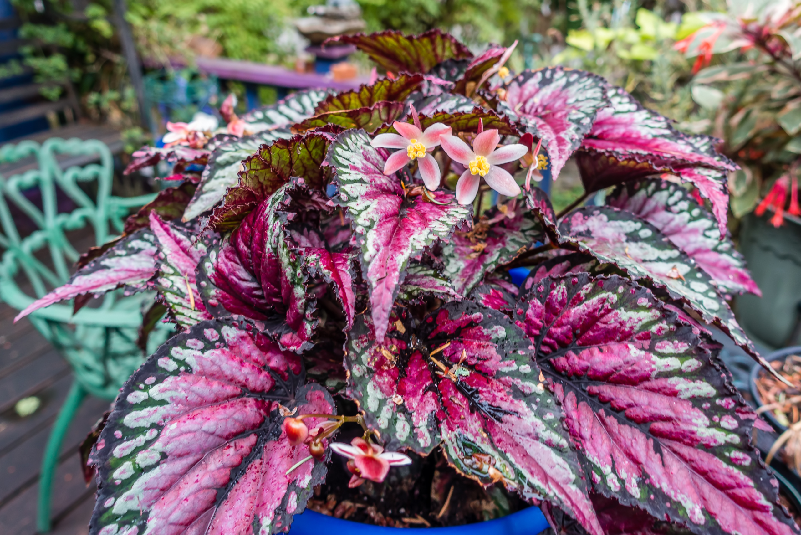 Rex Begonia with flowers sprouting.