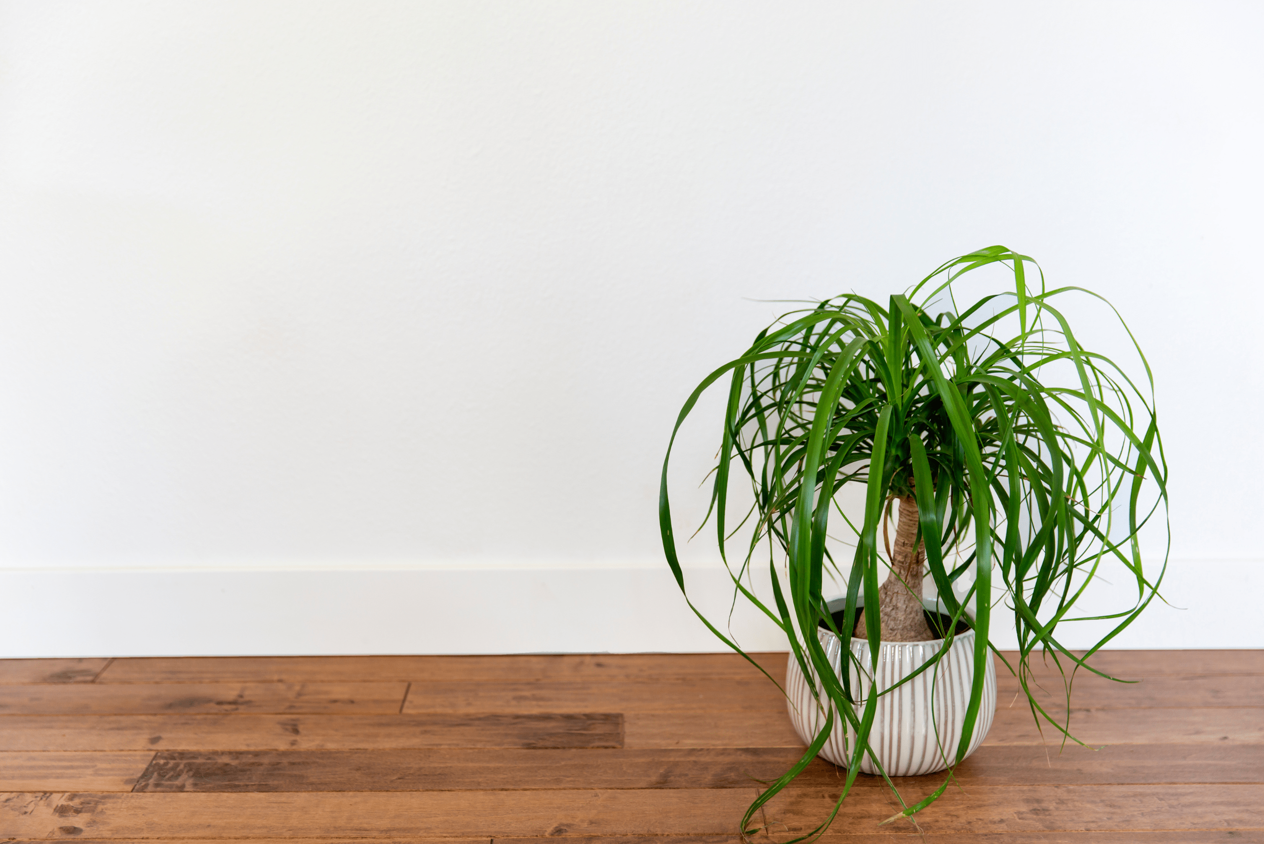 Ponytail Palm in a white pot.