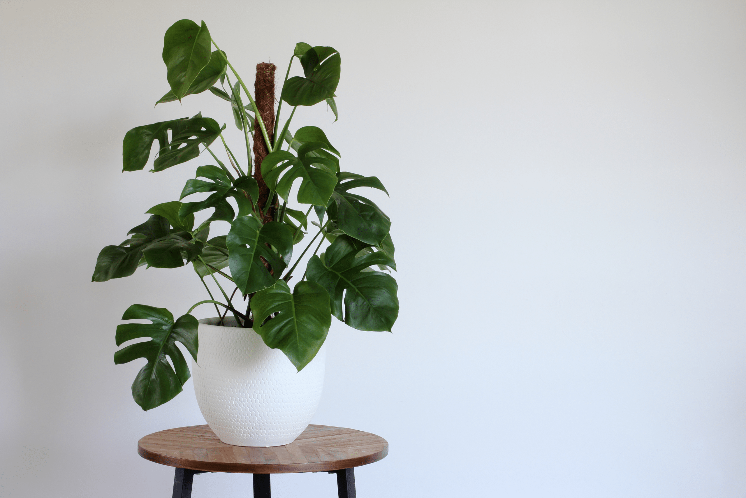 Swiss Cheese plant in a white pot on top of a wooden table