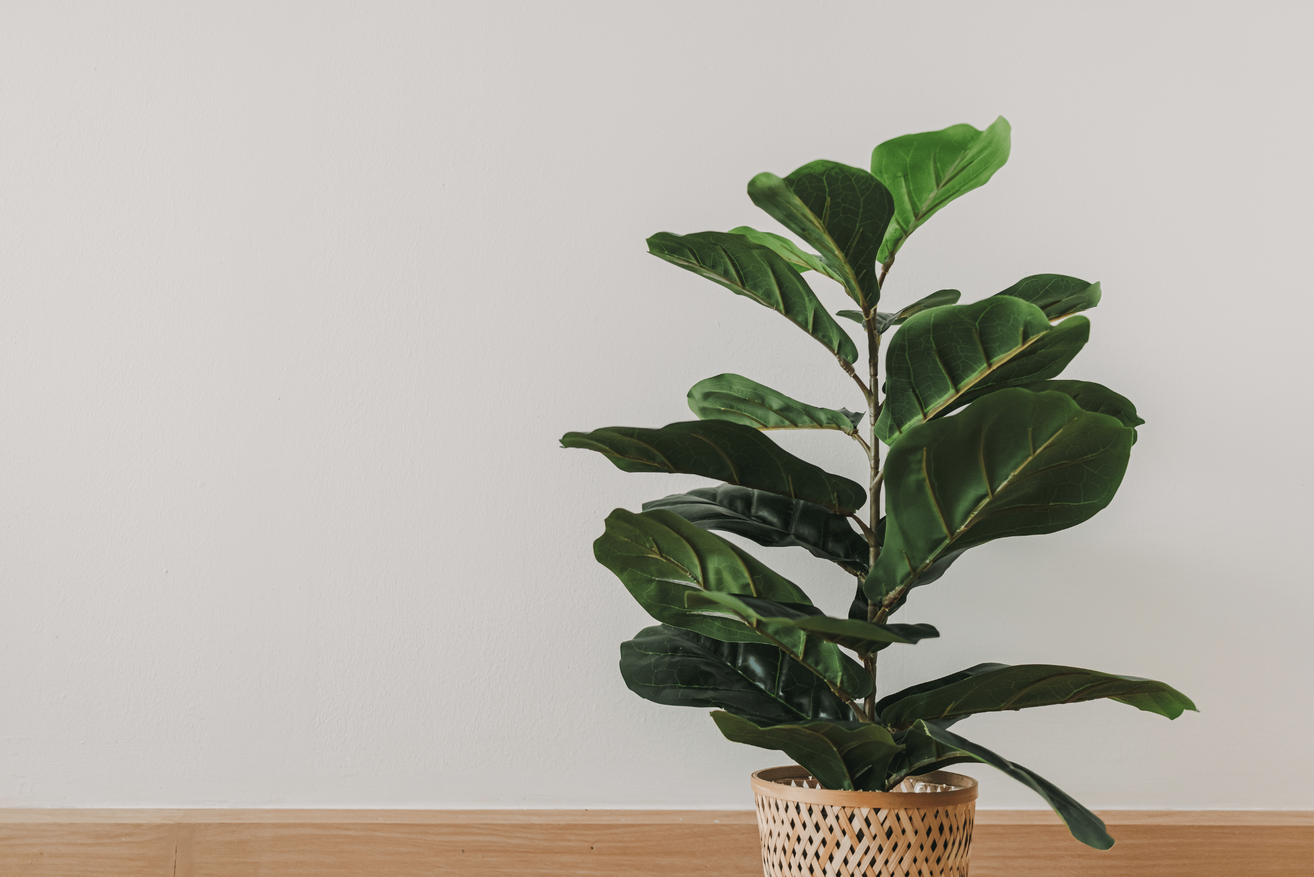 Fiddle Leaf Fig in wicker planter.