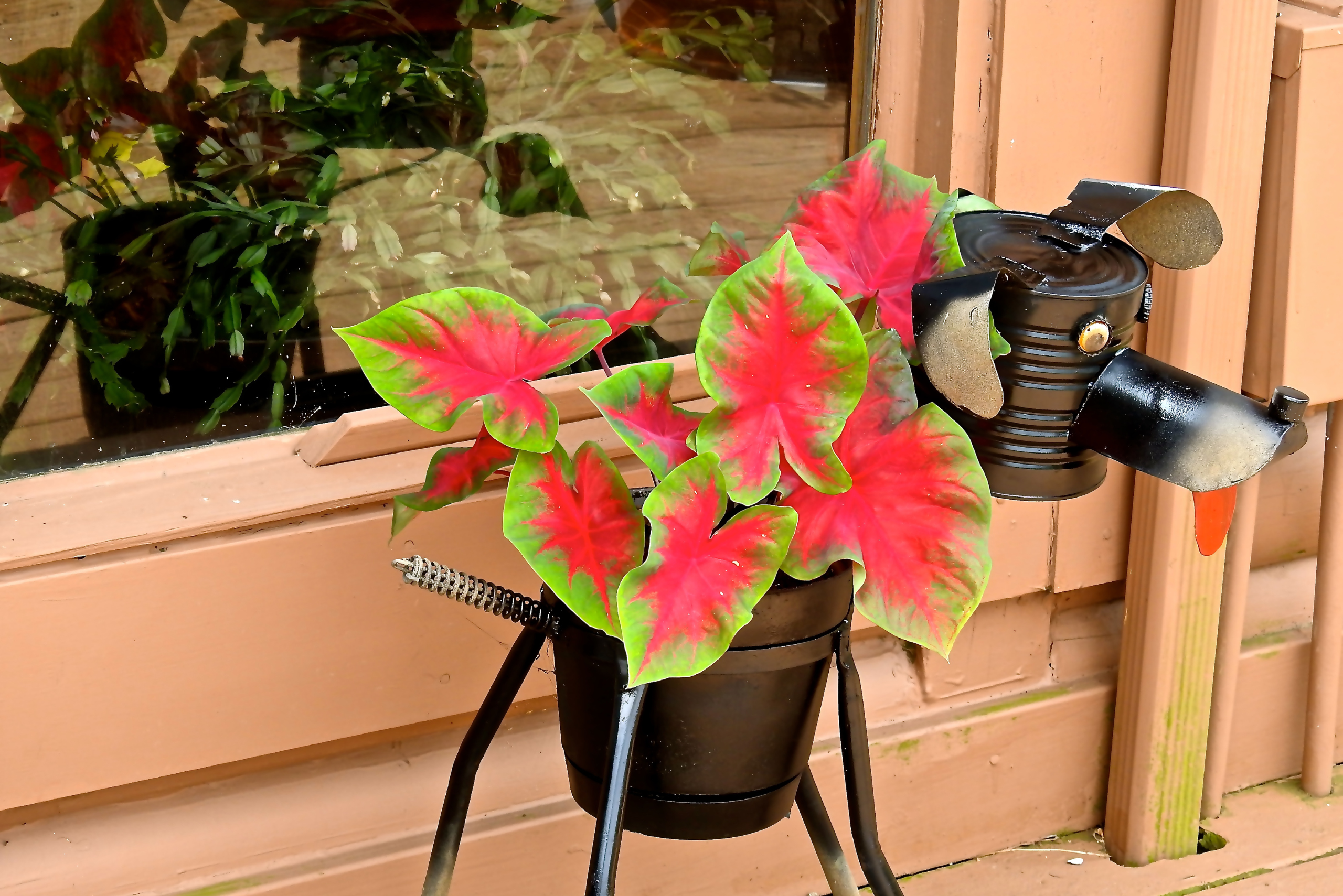 Caladium in metal pot that's shaped like a dog.