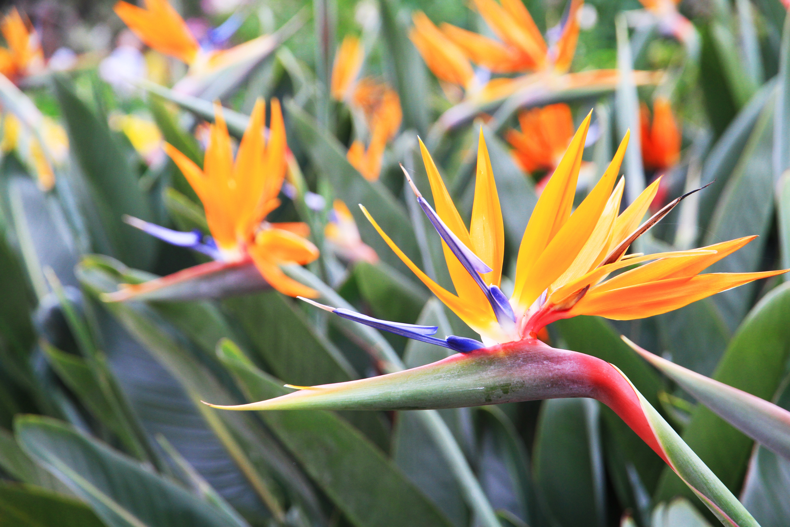 Closeup of Bird of Paradise flower.