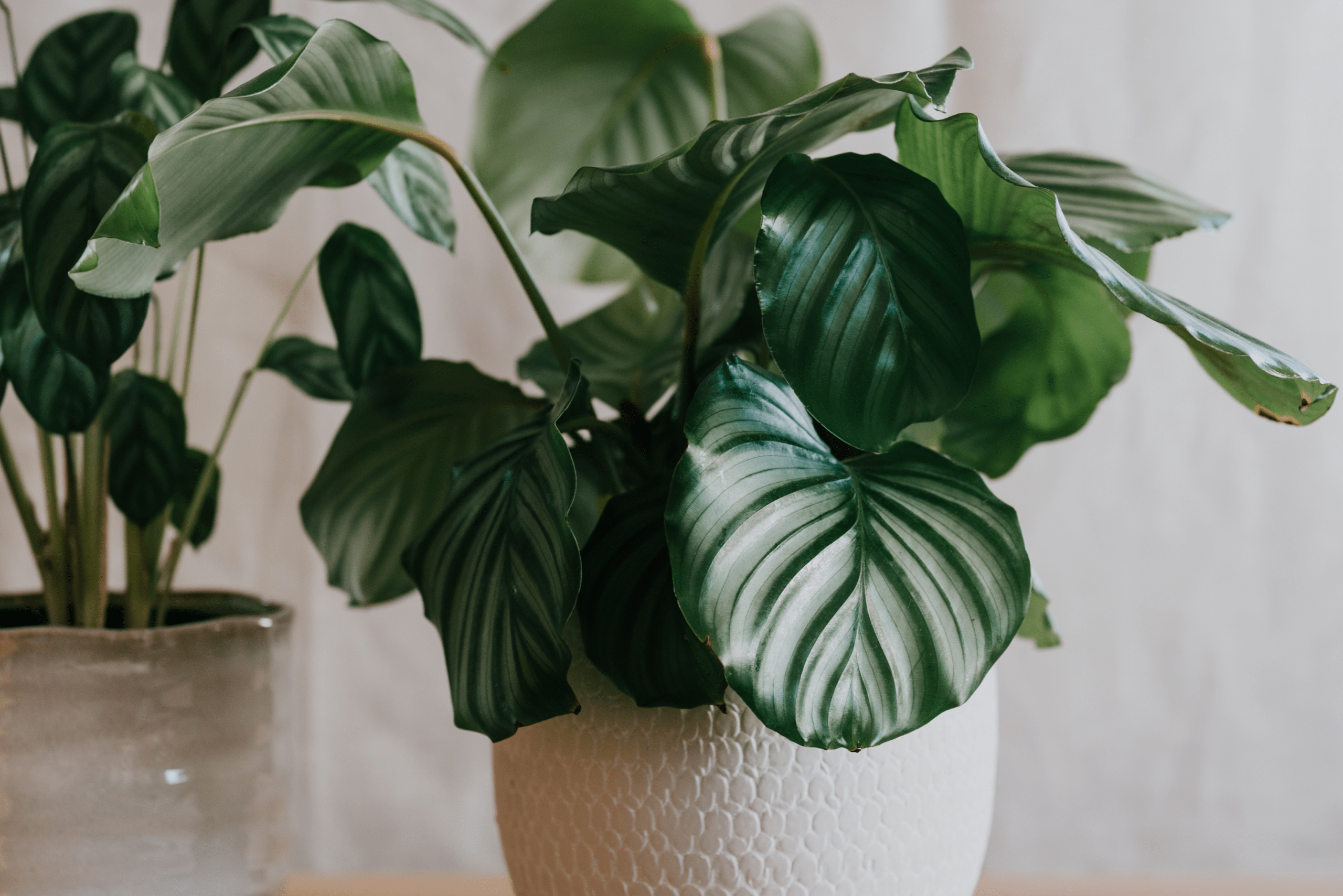 Calathea Orbifolia in white pot.