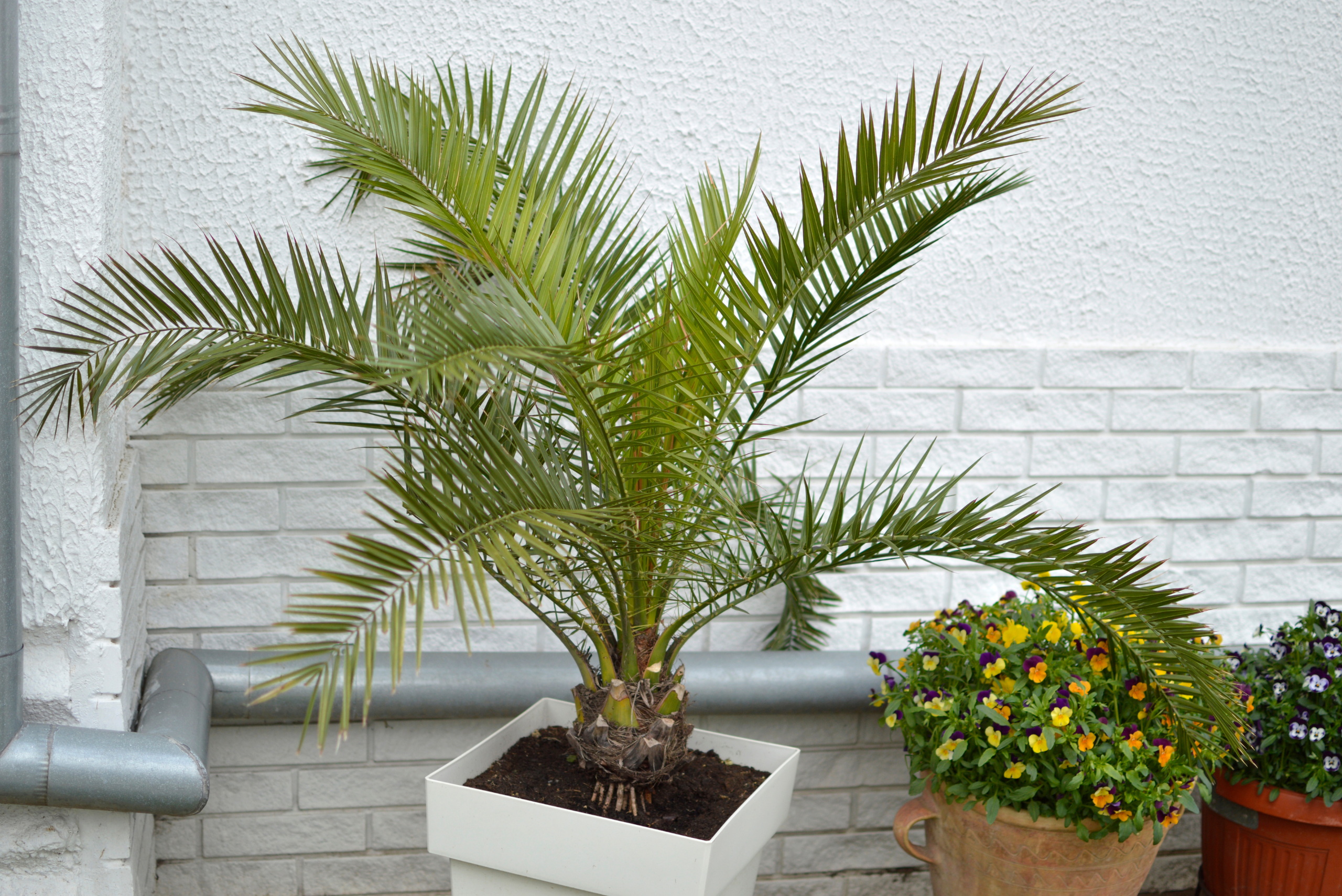 Majesty Palm in a white pot.