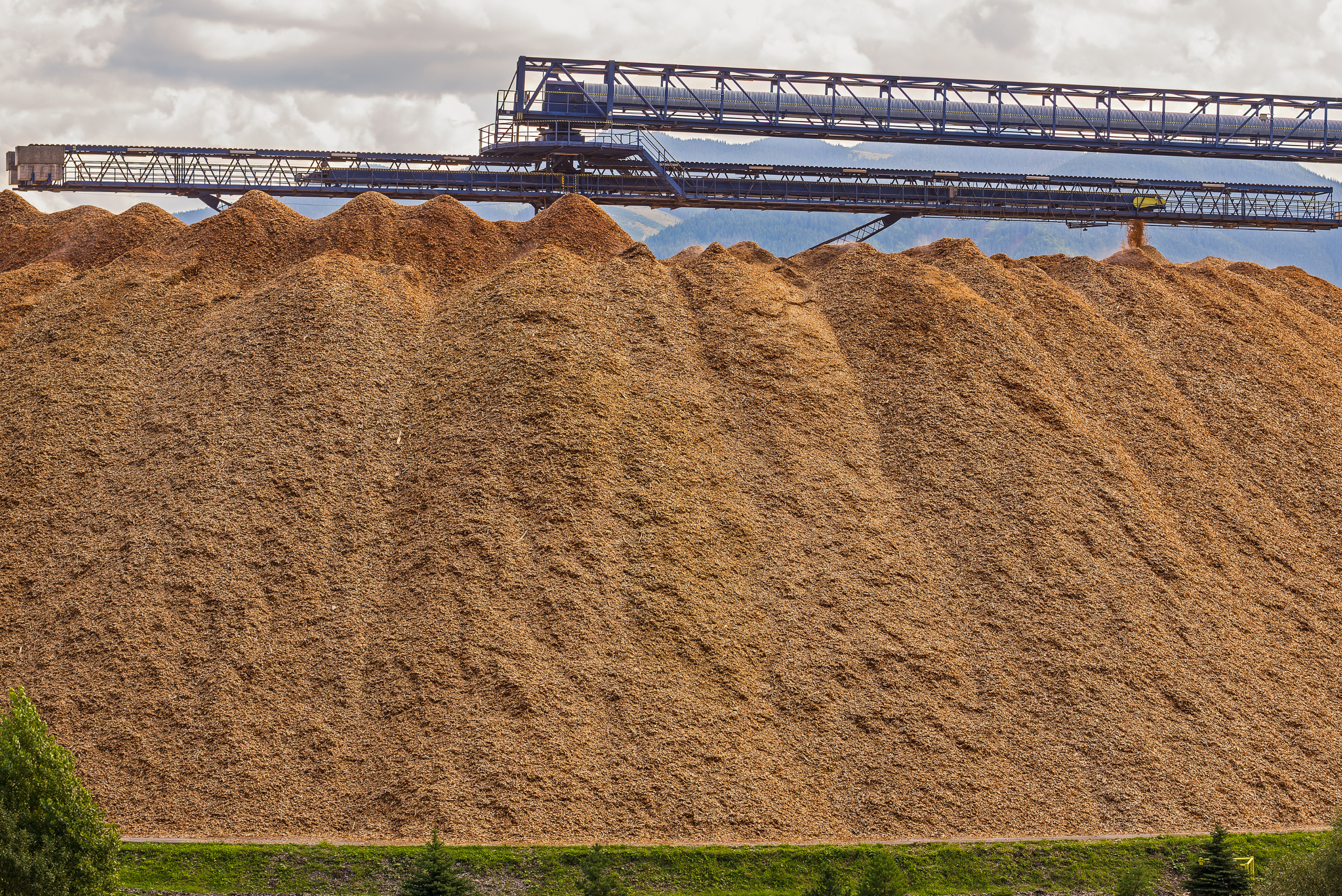 Wood chips exiting a large machine to create a mountain of wood chips