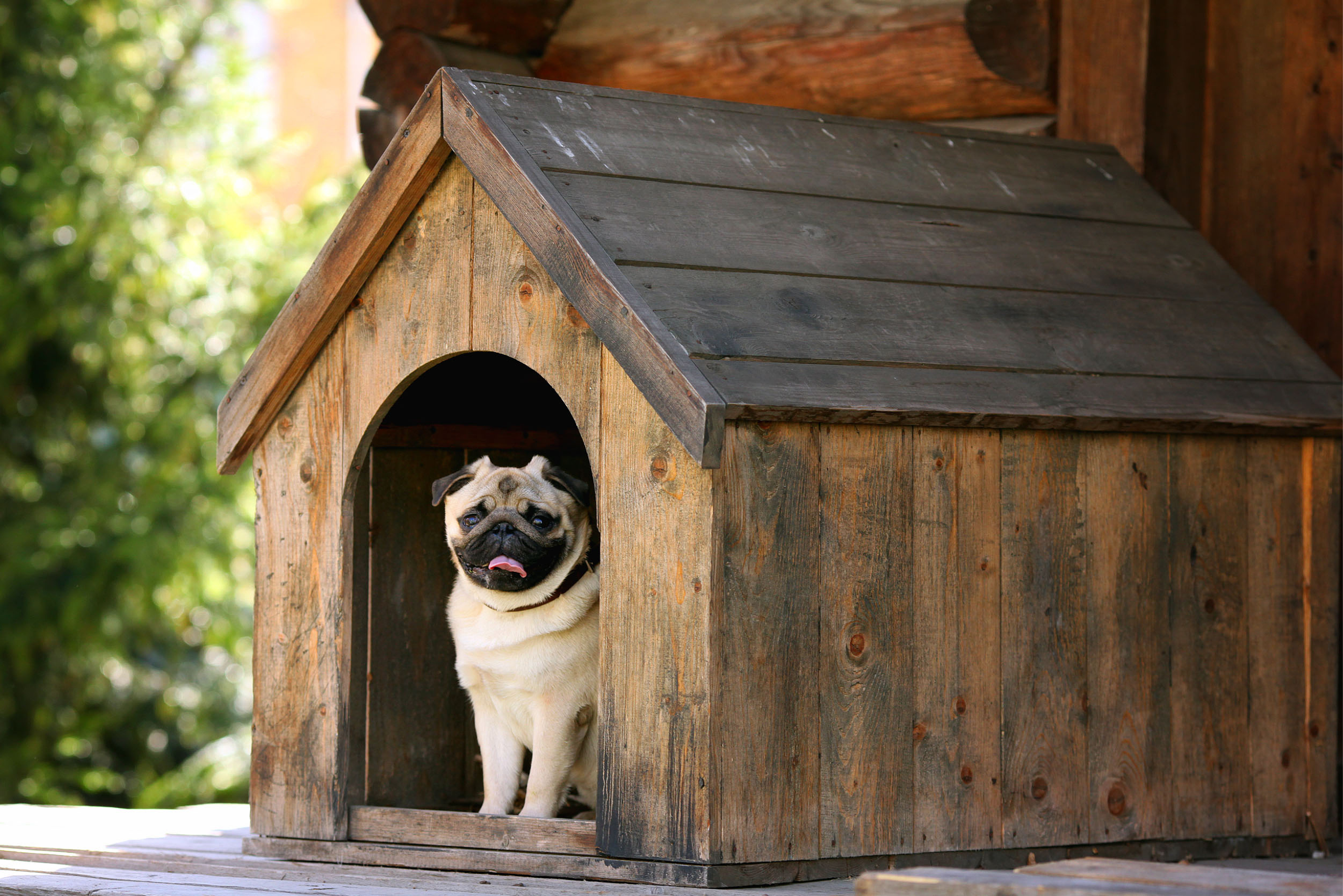 Dog inside a dog house made of wood and has a roof.