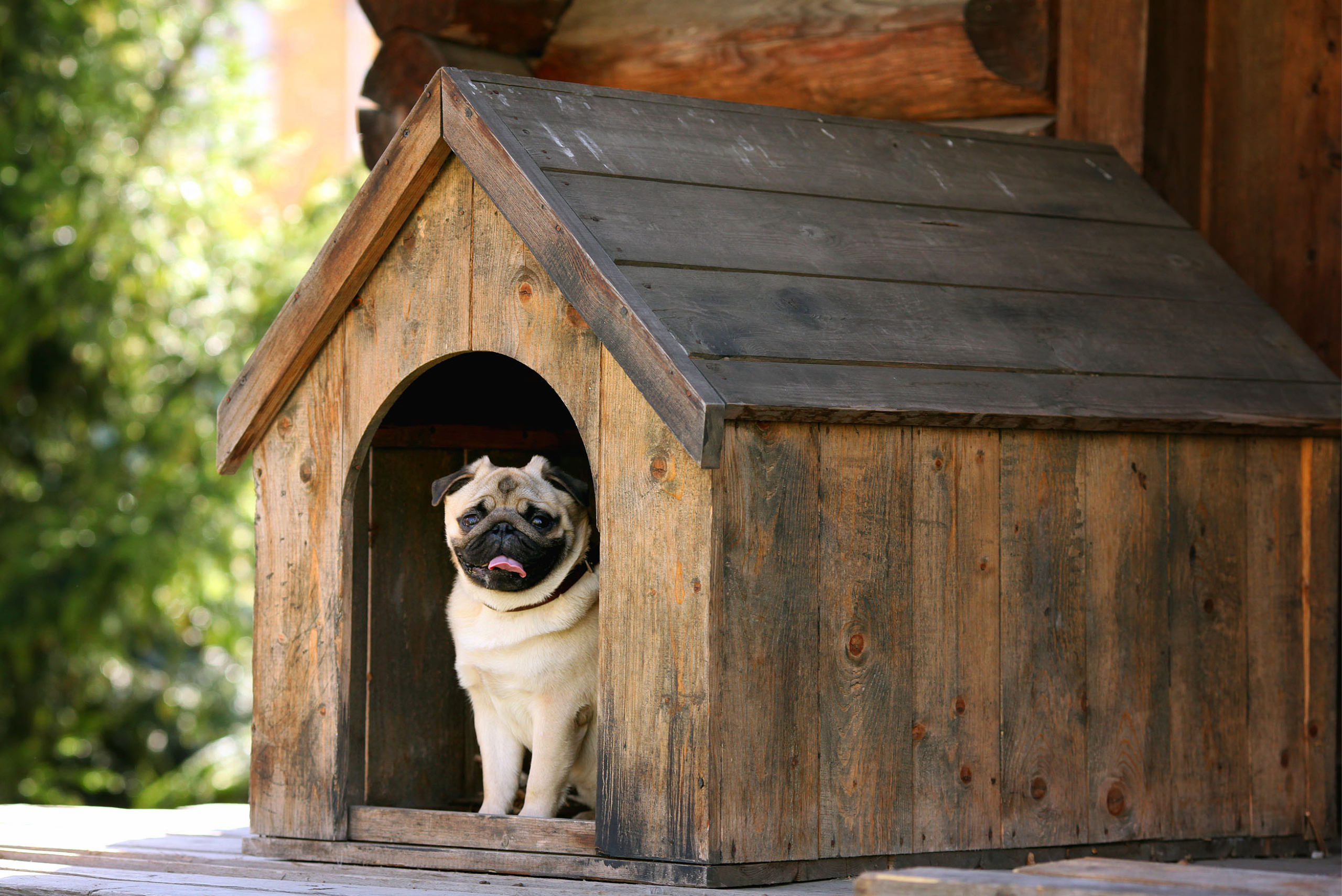 Новый dog house