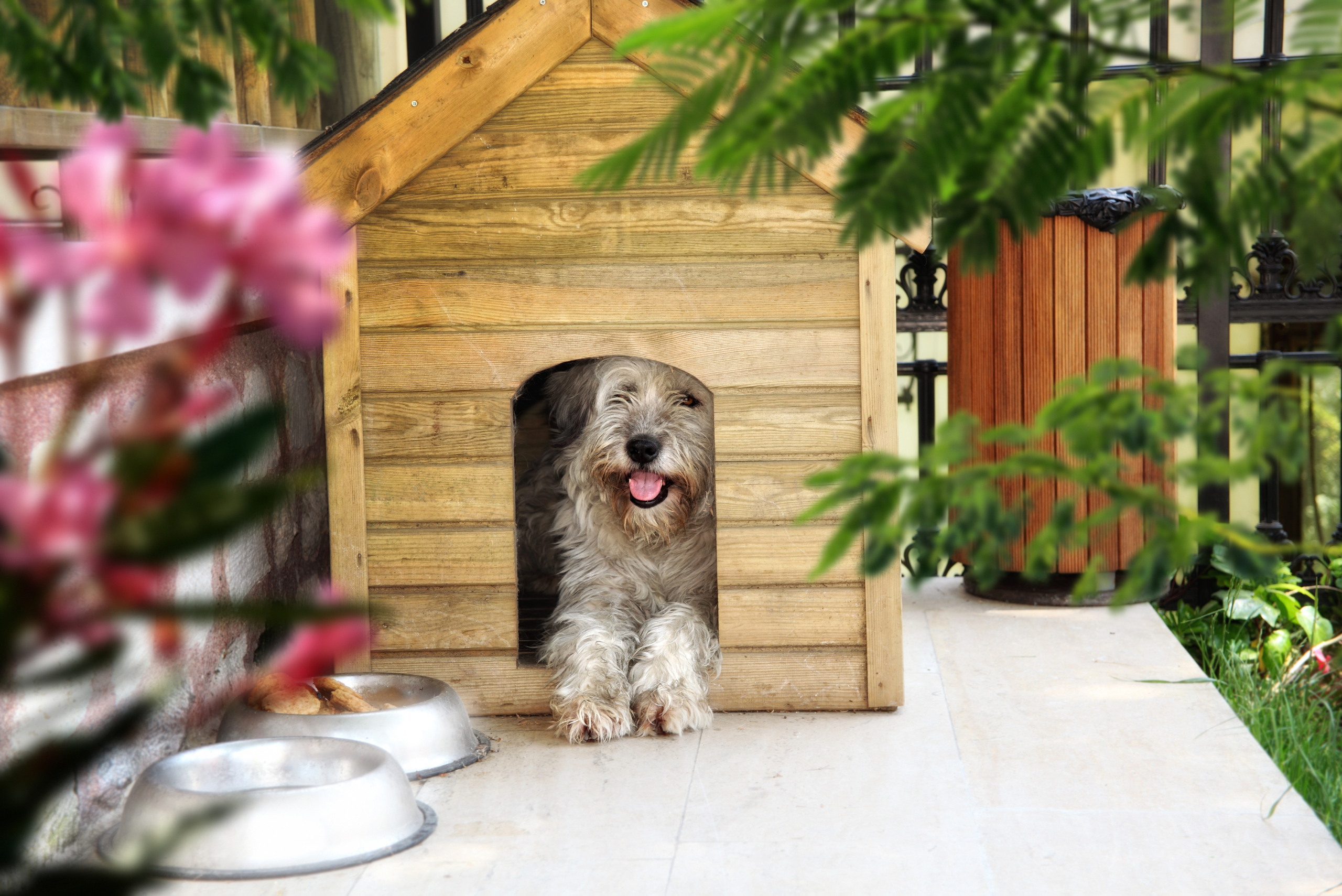 Dog with its tongue out inside a wooden dog.house