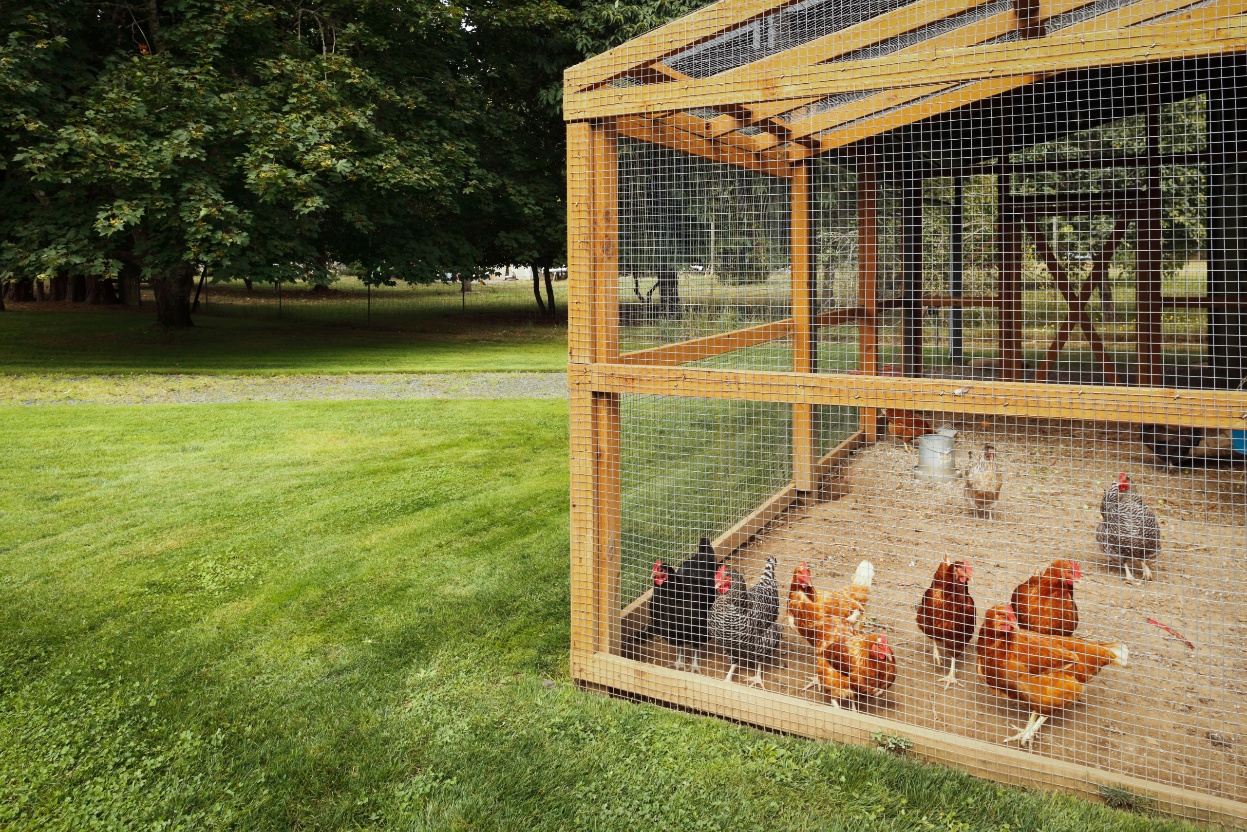 Wooden chicken coop with chicken-wire fencing.