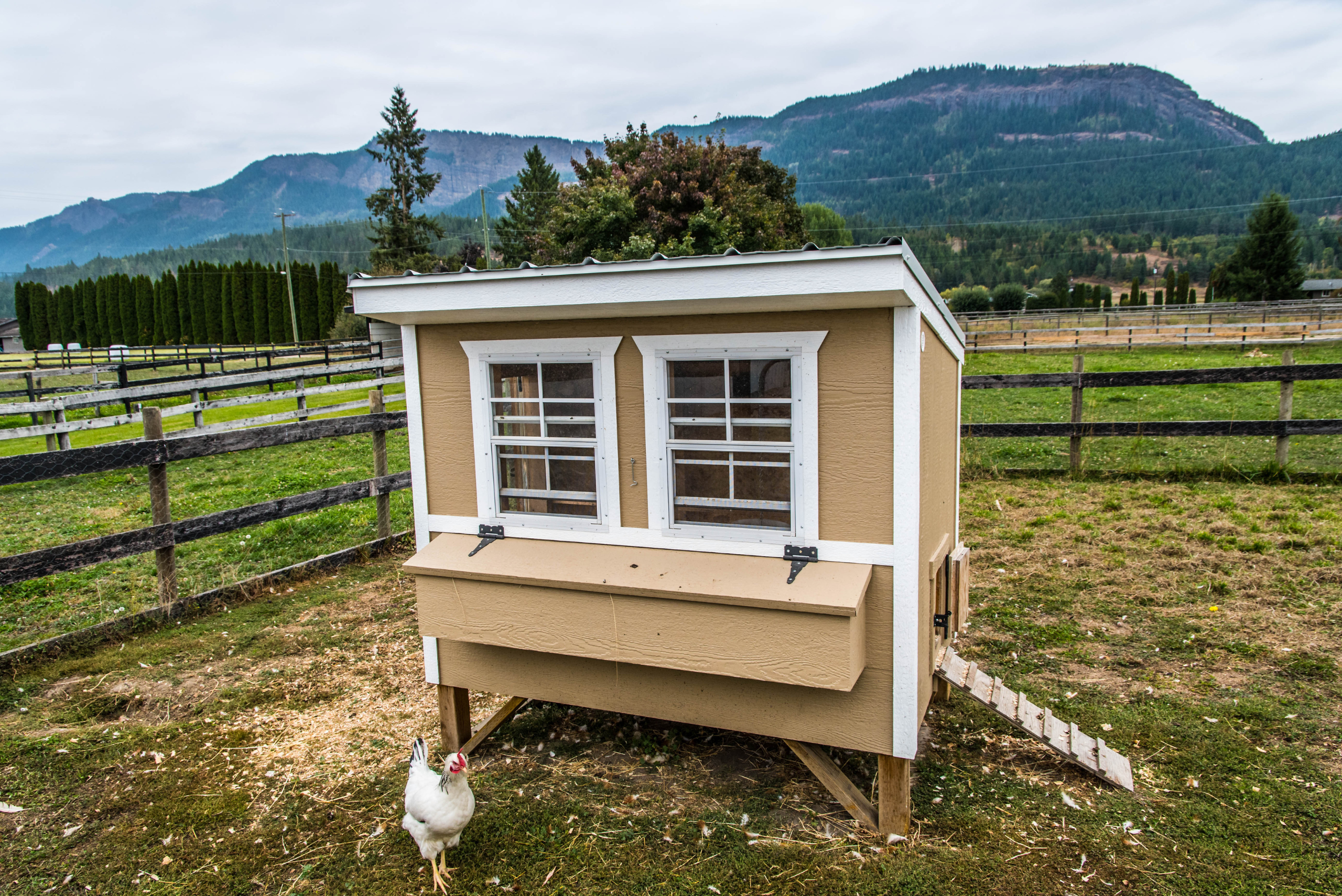 Chicken coop with stairs leading inside.