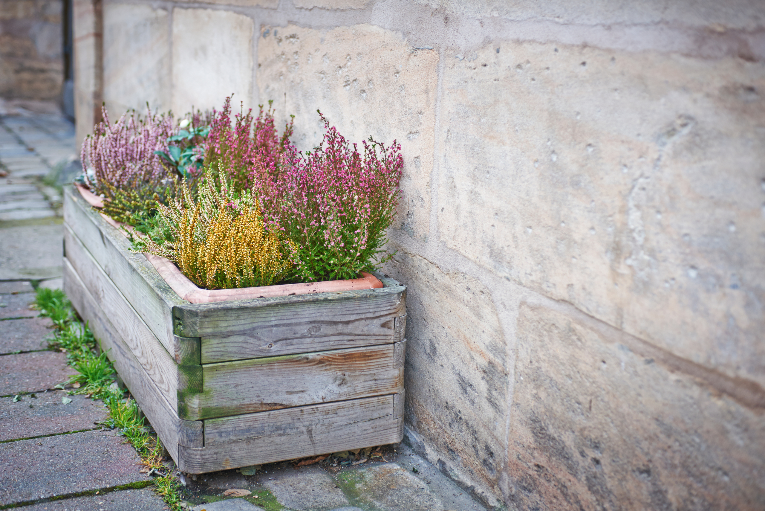 Weather wooden planter box with plants.