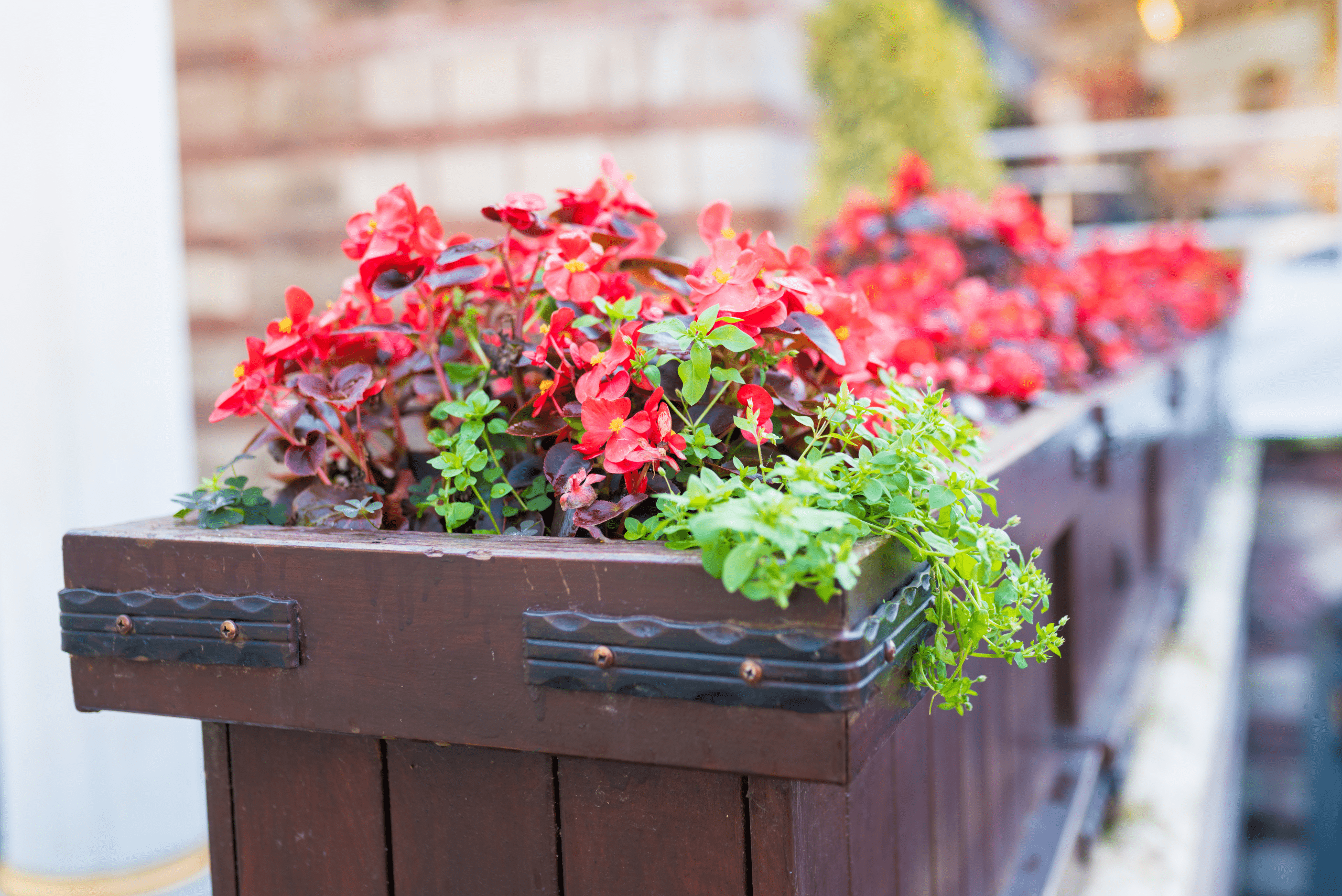 Red flowers planted in a planter box with metal accents on corners.