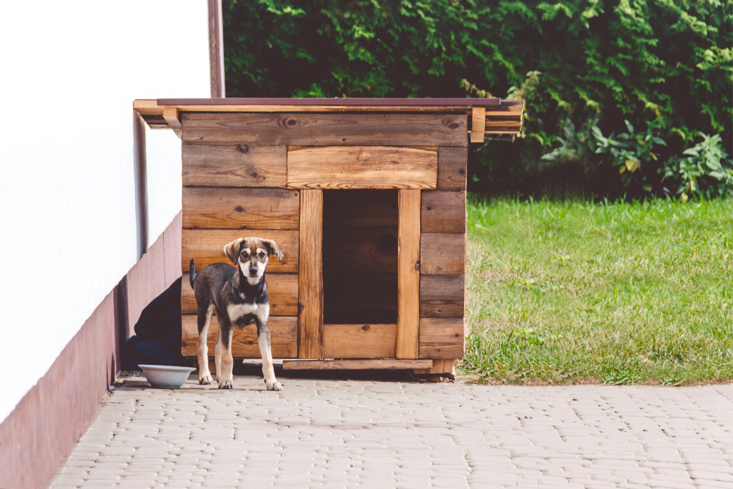 Dog standing outside its dog house that is made of wood.