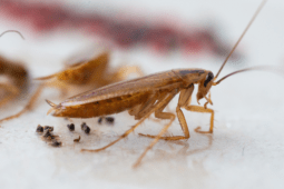 Cockroach Control: Instantly Effective Methods
