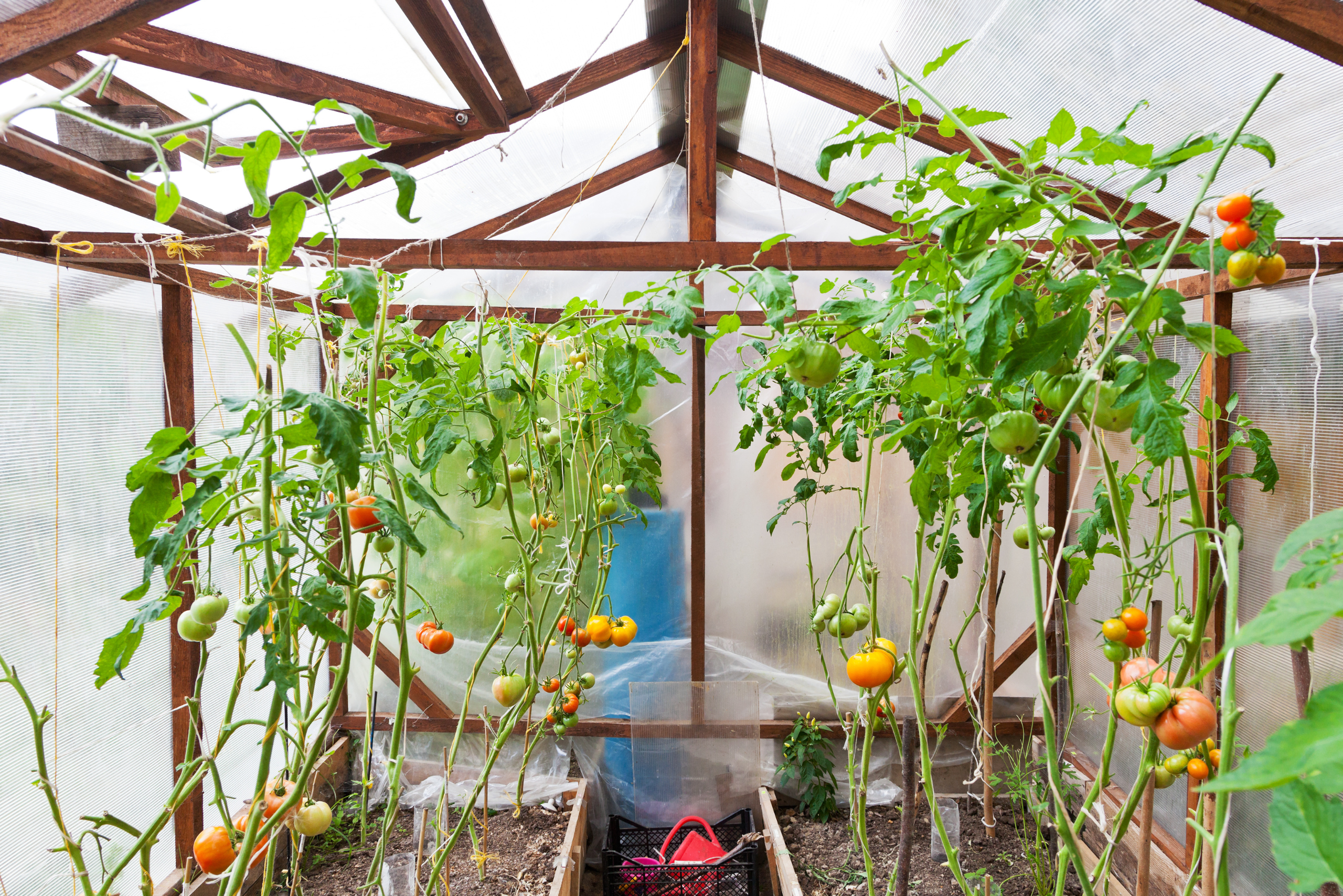 Inside of a greenhouse.