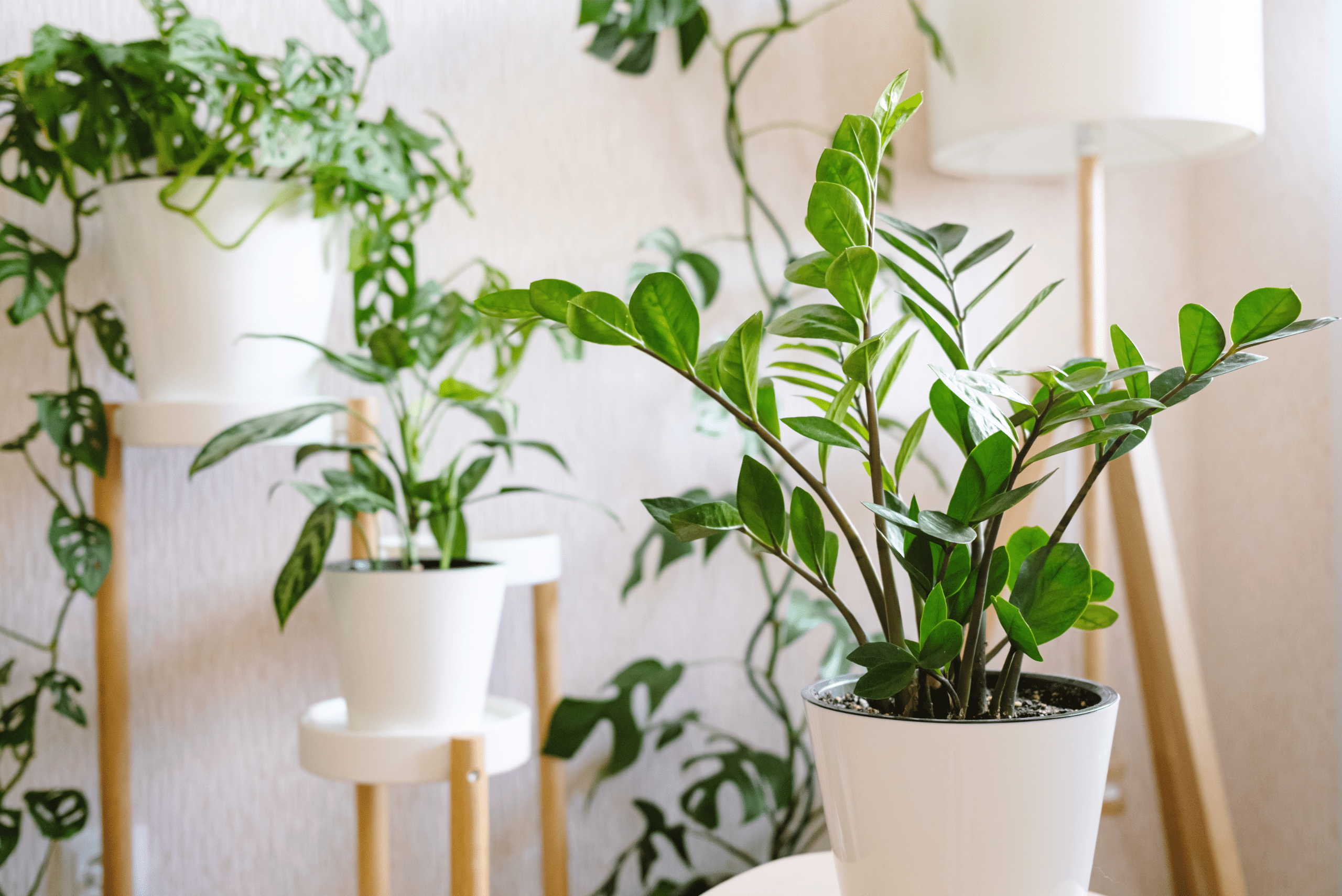 Plant placed on a plant stand.