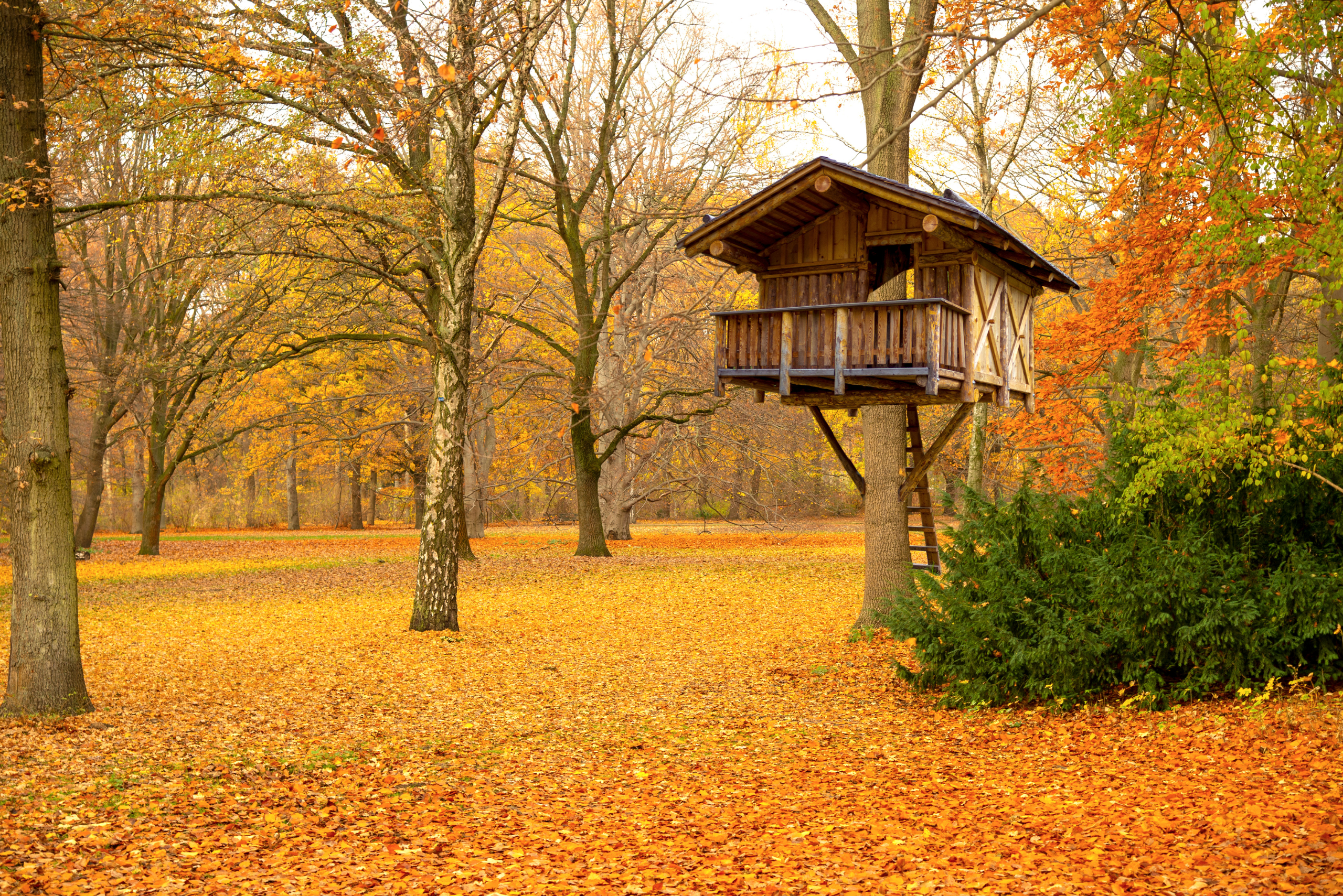 Treehouse in the fall, tree leaves fallen off the trees.