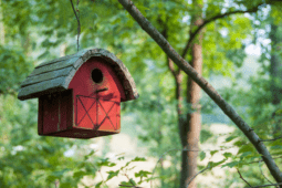 Liven Up Your Garden With These Helpful Tips For Building A Birdhouse