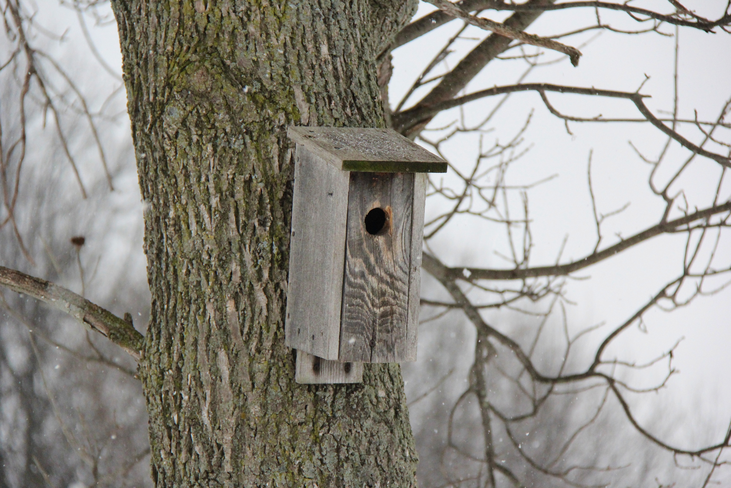 Birdhouse attached to a tree.