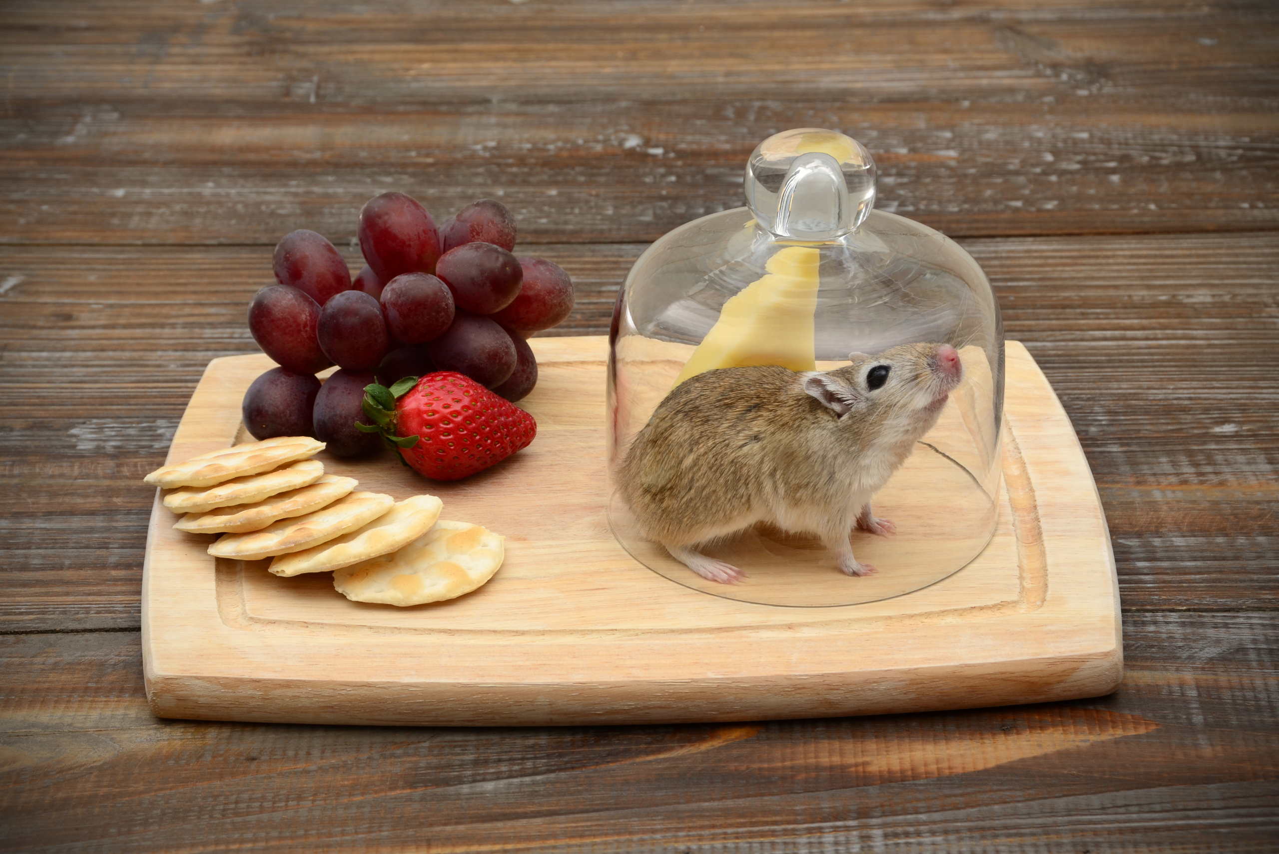 Cheese board with mouse trapped under glass container.