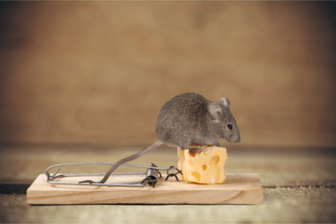 A mouse standing on top of a piece of cheese mounted onto a trap.