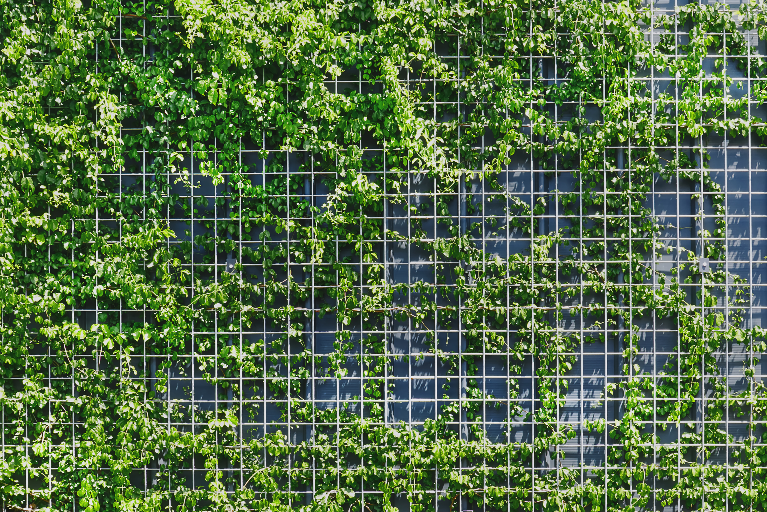 Wire mesh fence with climbing plants covering it.