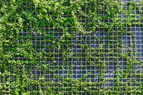 Wire mesh fence with climbing plants