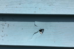 Step-by-Step Guide For Vinyl Siding Repair