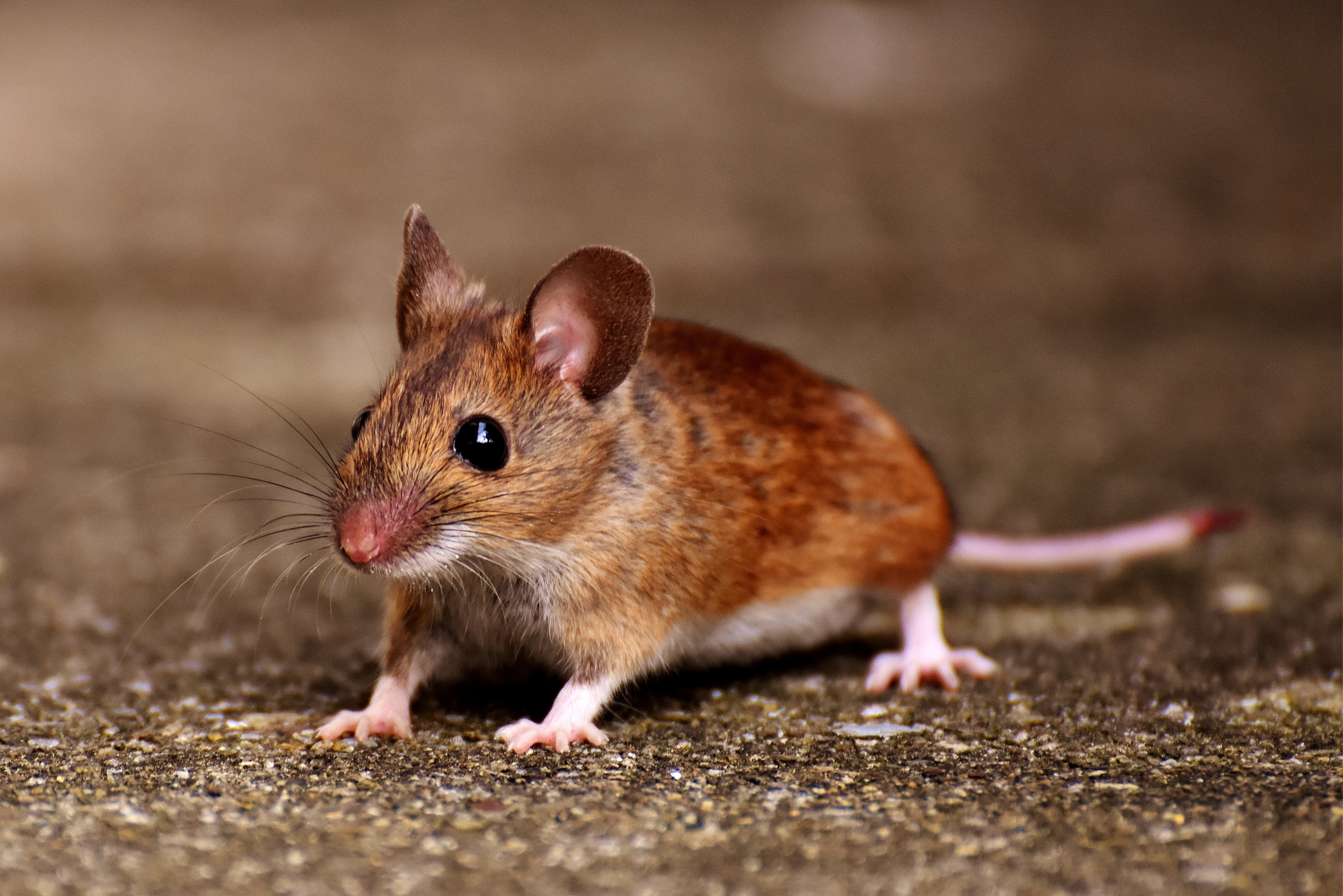 A closeup of a mouse.