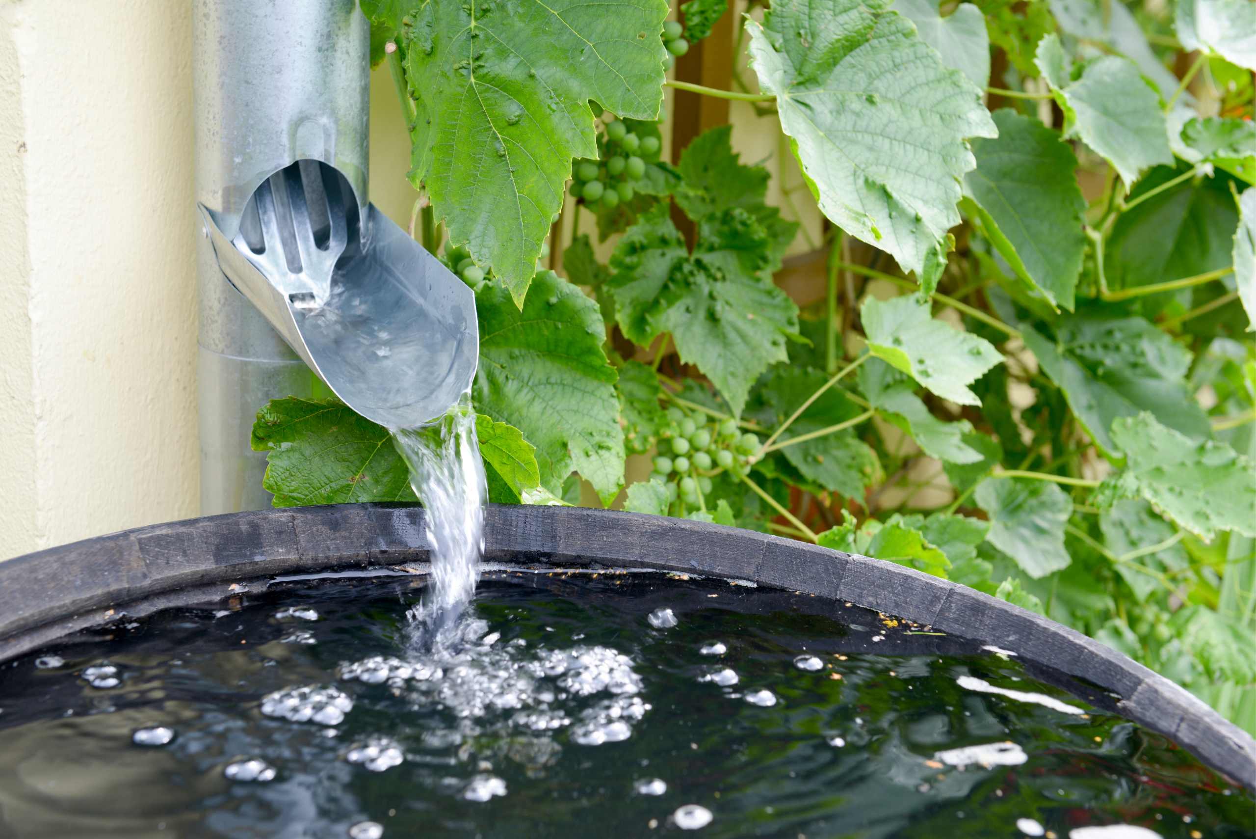 Water flowing into a rain barrel system for collection water.