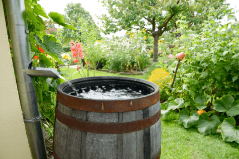 Wooden barrel rain collection system full of water.