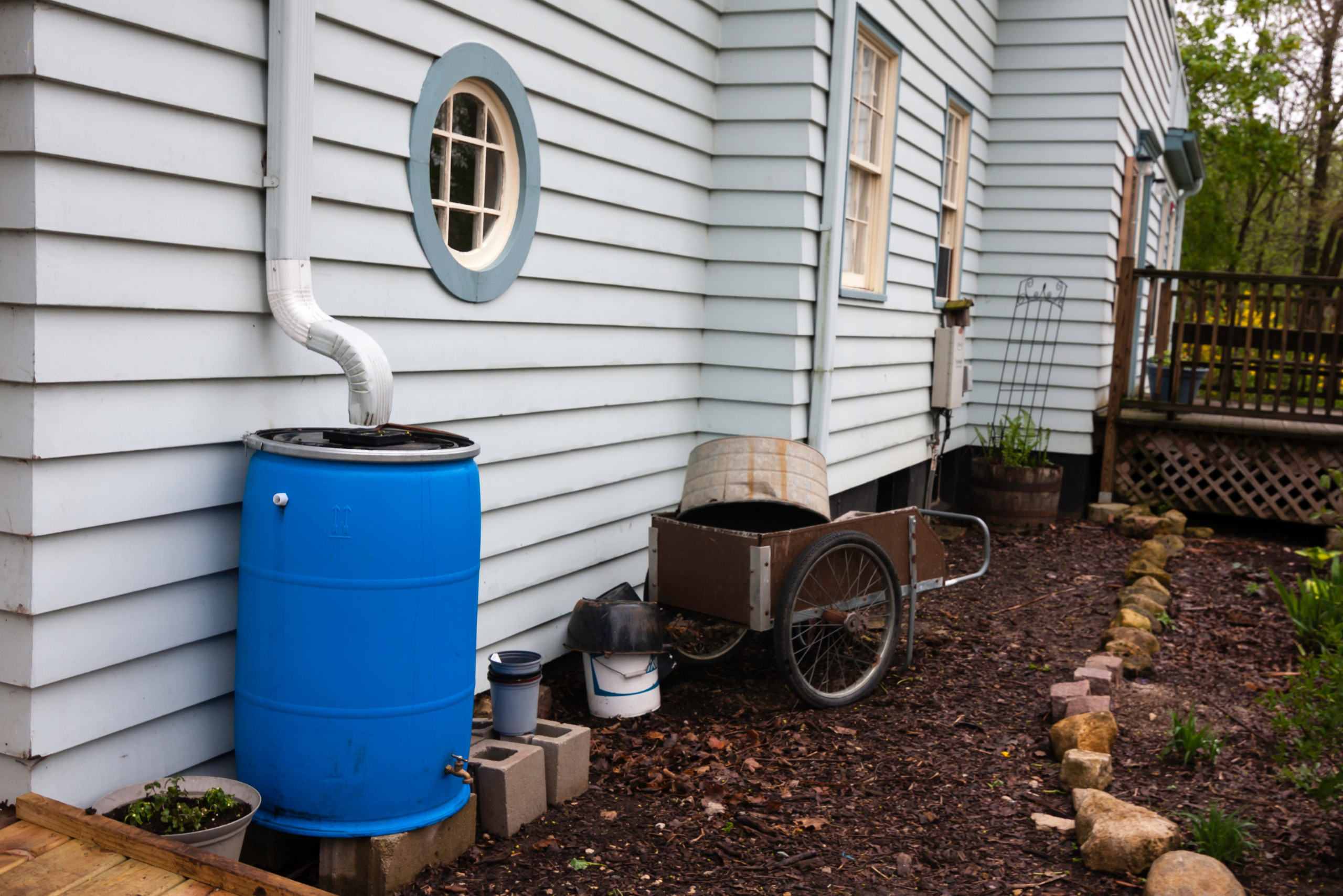 Blue plastic rain barrel system for collecting water.