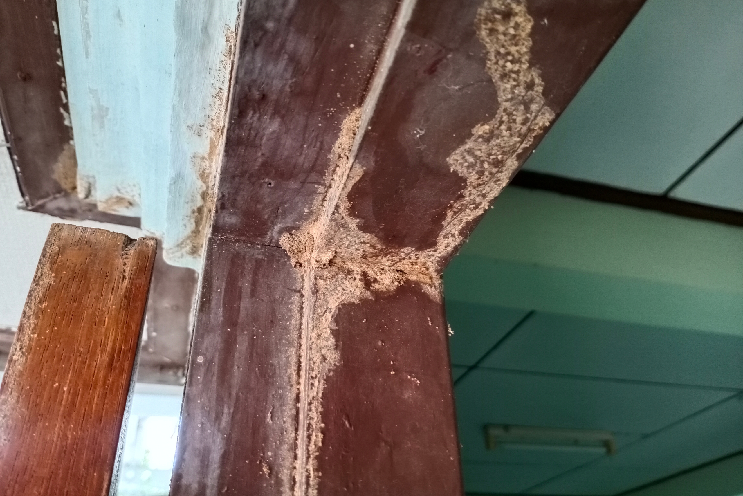 A corner of a wooden door frame damaged by termites.