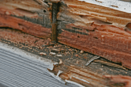 Get Rid Of Pesky Termites With This Simple Treatment Guide