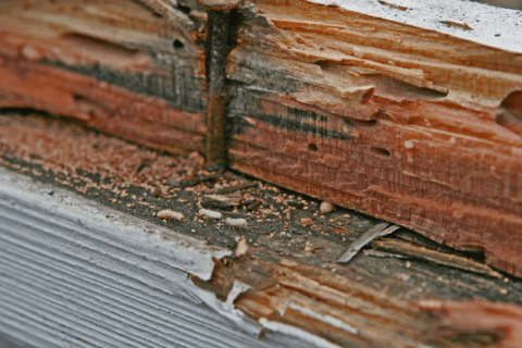 A badly damaged wooden baseboard by termites.